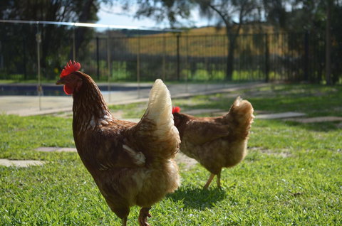 Amande Bed And Breakfast - Hervey Bay Accommodation 20