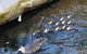 Aldgate Creek Cottage Bed And Breakfast - thumb 25