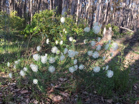 Simala Retreat - Hervey Bay Accommodation 2