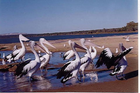 Unit 42 Kalbarri Beach Resort - Hervey Bay Accommodation 17