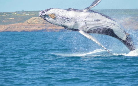 Unit 42 Kalbarri Beach Resort - Hervey Bay Accommodation 21