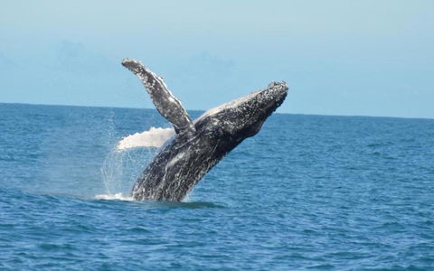 Unit 42 Kalbarri Beach Resort - Hervey Bay Accommodation 20