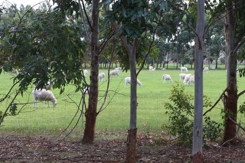 Sapphire Chalets, Augusta - Hervey Bay Accommodation 10