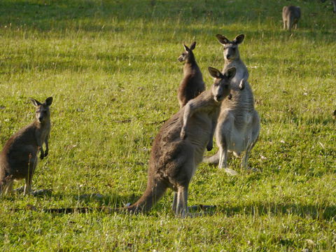 Dungowan Holiday Accommodation - Tourism Hervey Bay 27