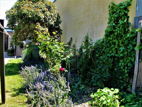 Apple Tree Cottage - Hervey Bay Accommodation 24