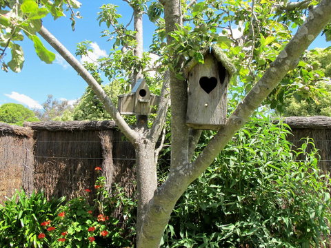 Apple Tree Cottage - Hervey Bay Accommodation 28