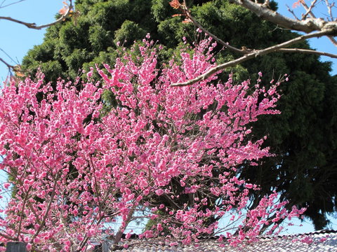 Apple Tree Cottage - Hervey Bay Accommodation 31