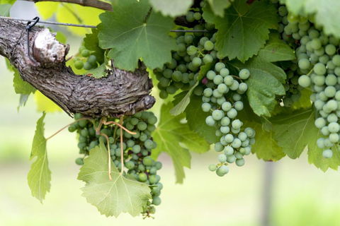 Thistle Hill Guesthouse - Walk To Many Wineries And Restaurants - Hervey Bay Accommodation 44