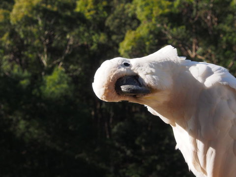 Bundle Hill Cottages - Hervey Bay Accommodation 1