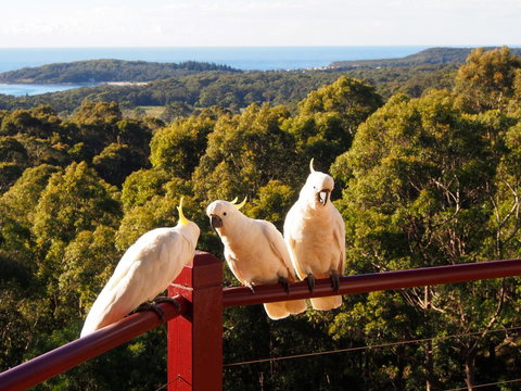 Bundle Hill Cottages - Hervey Bay Accommodation 2