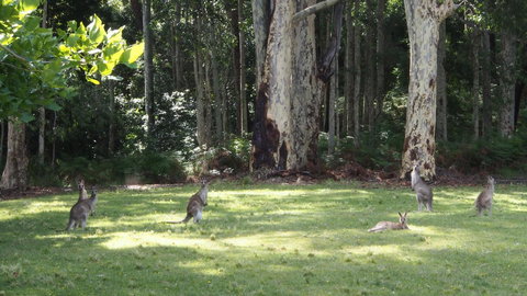 Bundle Hill Cottages - Hervey Bay Accommodation 15