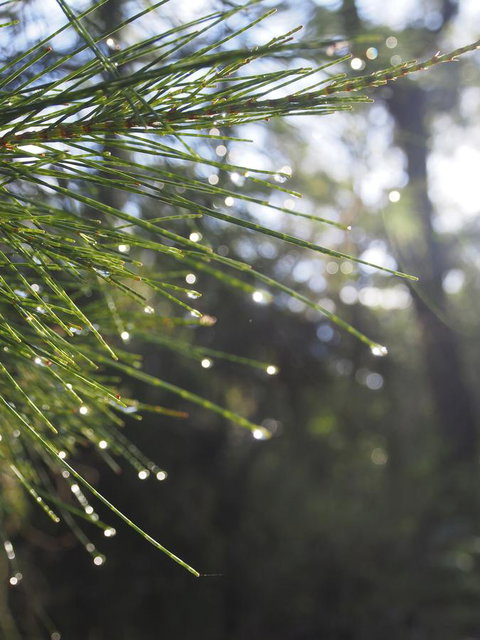 Bundle Hill Cottages - Hervey Bay Accommodation 5