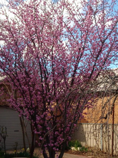 Boot Makers Cottage - Hervey Bay Accommodation 18