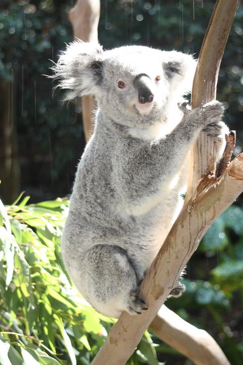 Ambience - Hervey Bay Accommodation 27