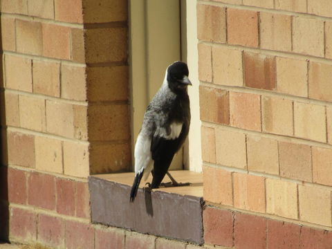 Allonville Gardens Motel - Tourism Hervey Bay 34