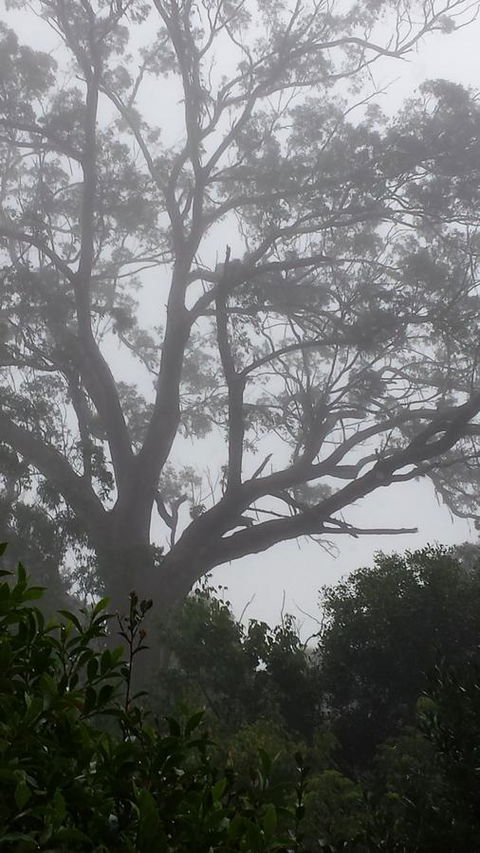 Lark Cottage - Tourism Hervey Bay 20