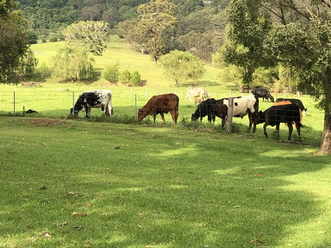 Arcadia - The Barn Cottage & Rosehill Cottage - Tourism Hervey Bay 26