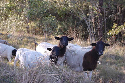 Cadair Cottages - Hervey Bay Accommodation 15