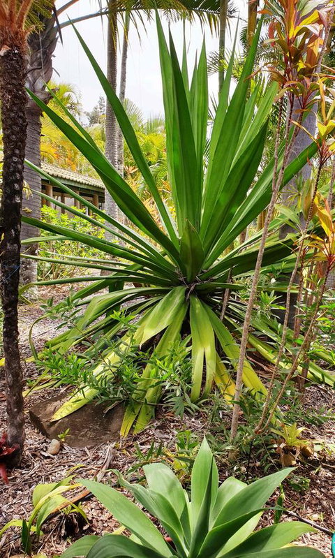 Ballina Beach Resort - Hervey Bay Accommodation 35