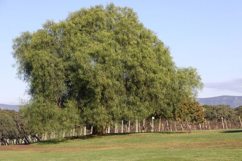 Adina Vineyard - Hervey Bay Accommodation 17