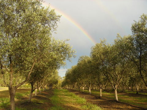 Adina Vineyard - Hervey Bay Accommodation 19