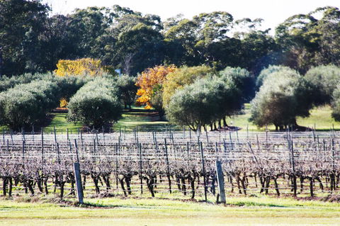 Adina Vineyard - Hervey Bay Accommodation 15
