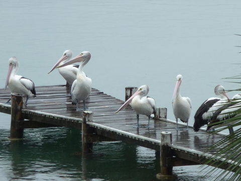 Pelican H2O One & Two Bedroom Apartments - Tourism Hervey Bay 6
