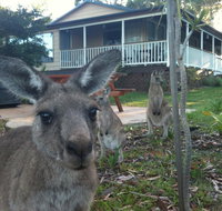 Bush  Bay Cottage - Tourism Hervey Bay