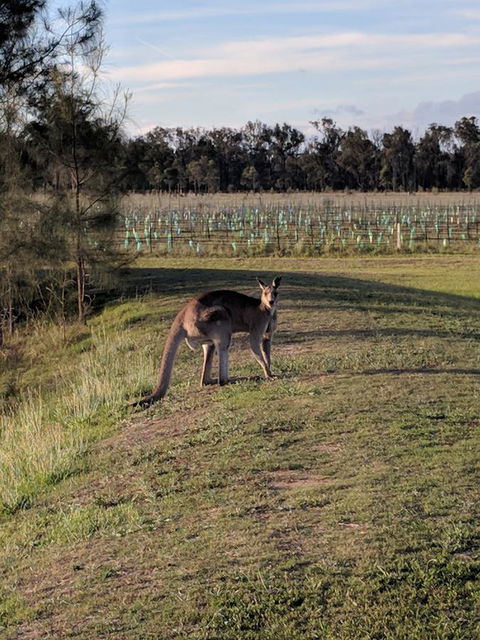 Madigan Wine Country Cottages - Hervey Bay Accommodation 7