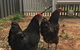 Thelma's Temora - thumb 13