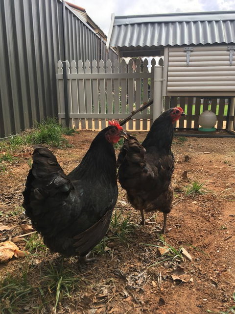 Thelma's Temora - Hervey Bay Accommodation 13