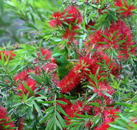 Bottlebrush B  B - Hervey Bay Accommodation