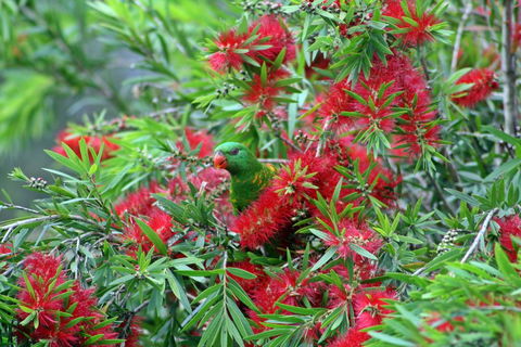 Bottlebrush B & B - Hervey Bay Accommodation 0