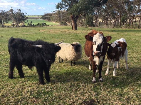 Bush Retreat Farm Stay - Hervey Bay Accommodation 1