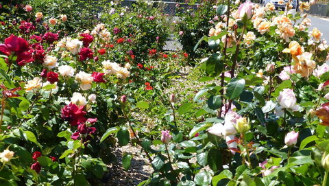 Cabernet Cottage - Hervey Bay Accommodation 3