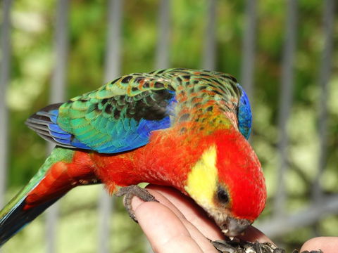 Cinnamon Coloureds Farm Cottages - Tourism Hervey Bay 3