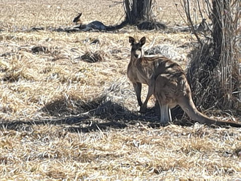 Clansman Motel - Hervey Bay Accommodation 0