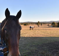 Clydesdale Cottage on Talga with real Clydesdale Horses - Hervey Bay Accommodation