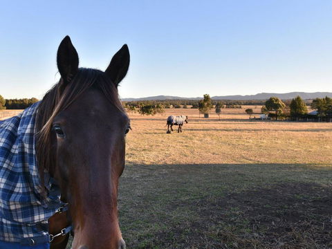 Clydesdale Cottage On Talga With Real Clydesdale Horses - Hervey Bay Accommodation 0