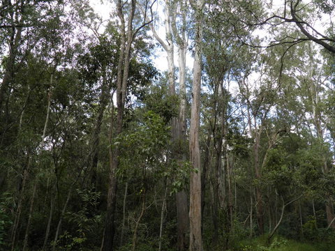 Coucals Cottage - Hervey Bay Accommodation 3