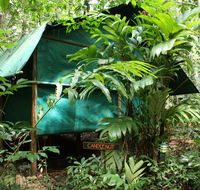 Daintree Crocodylus - Tourism Hervey Bay
