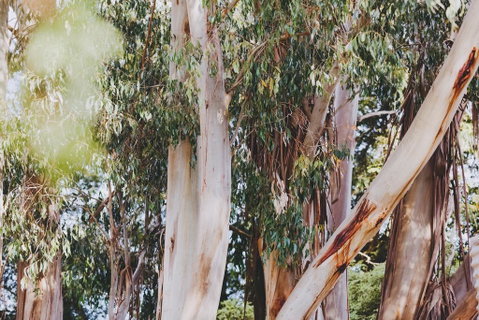 Dalblair Bed & Breakfast - Hervey Bay Accommodation 2