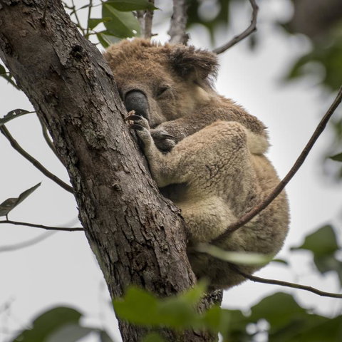 Diamond Waters Caravan Park - Hervey Bay Accommodation 3