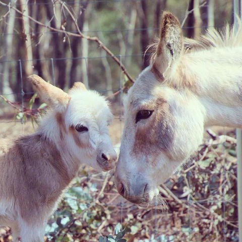 Donkey Tales Farm Cottages - Hervey Bay Accommodation 3