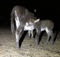 Donkey Tales Farm Cottages - Tourism Hervey Bay