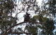 Escape To The Country - Enjoy The Firepit Or Explore Magical Bunya Mountains - thumb 0