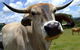 Escape To The Country - Enjoy The Firepit Or Explore Magical Bunya Mountains - thumb 2