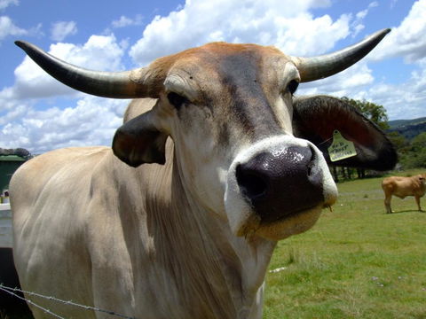 Escape To The Country - Enjoy The Firepit Or Explore Magical Bunya Mountains - Hervey Bay Accommodation 2