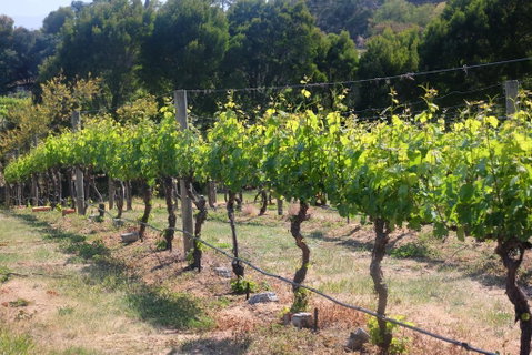 Every Man And His Dog Vineyard - Tourism Hervey Bay 2