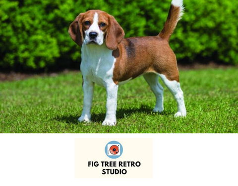 Fig Tree Retro Studio - Tourism Hervey Bay 0